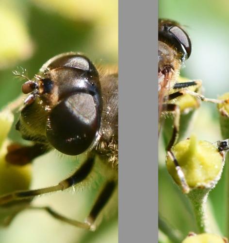 Réf. 350 154 : Eristalis pertinax